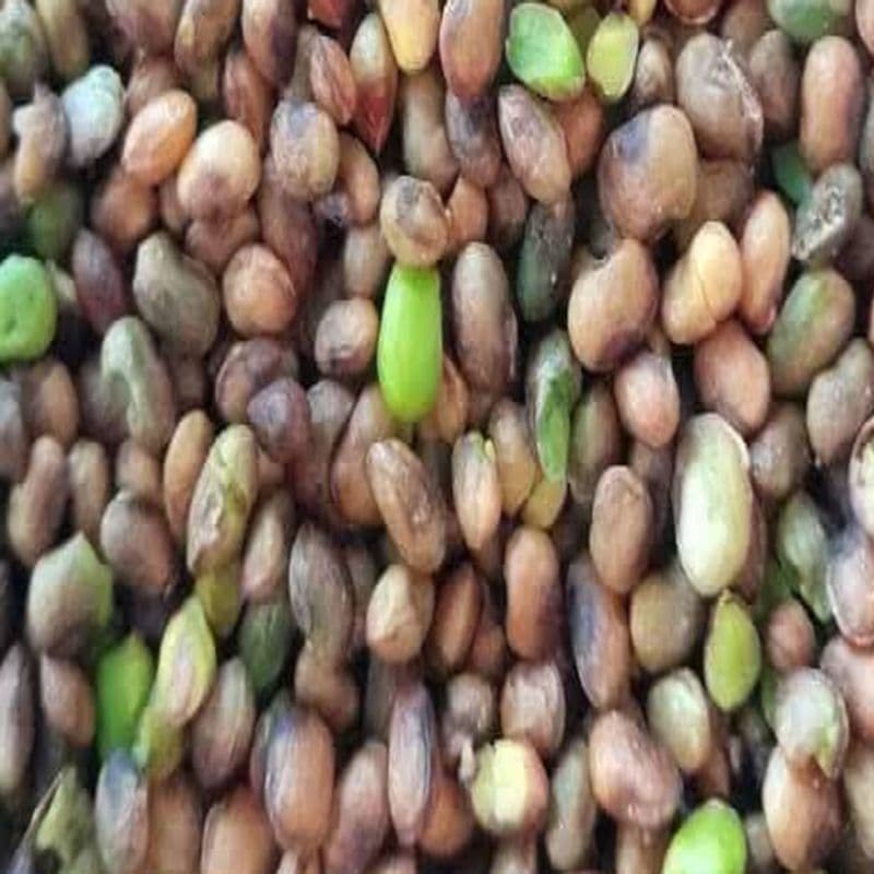 مغز بنه